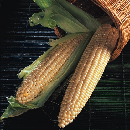 Picture of Sweet Corn Northern Extra Sweet
